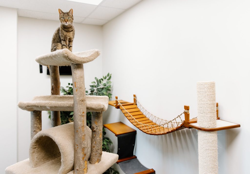 Cat exploring the Lucky Dog Lodge party room